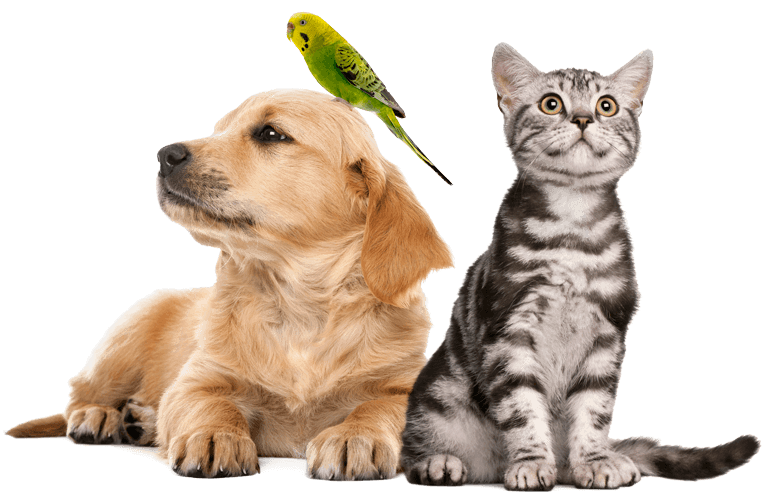 Petshops & Animais